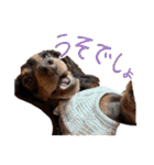 conaigo（個別スタンプ：36）