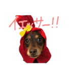 conaigo（個別スタンプ：39）