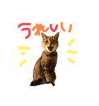 キジトラの日常スタンプ（個別スタンプ：6）