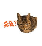 キジトラの日常スタンプ（個別スタンプ：7）
