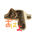 キジトラの日常スタンプ（個別スタンプ：9）