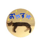 キジトラの日常スタンプ（個別スタンプ：10）
