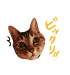 キジトラの日常スタンプ（個別スタンプ：19）
