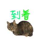 キジトラの日常スタンプ（個別スタンプ：22）