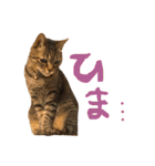キジトラの日常スタンプ（個別スタンプ：24）