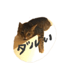 キジトラの日常スタンプ（個別スタンプ：30）