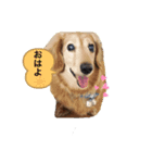 我が家の愛犬ダックス（個別スタンプ：1）