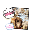 我が家の愛犬ダックス（個別スタンプ：2）