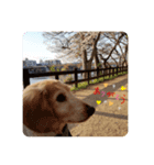 我が家の愛犬ダックス（個別スタンプ：3）