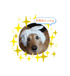 我が家の愛犬ダックス（個別スタンプ：4）