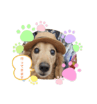 我が家の愛犬ダックス（個別スタンプ：5）