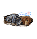 我が家の愛犬ダックス（個別スタンプ：6）
