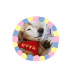 我が家の愛犬ダックス（個別スタンプ：7）
