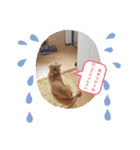我が家の愛犬ダックス（個別スタンプ：8）