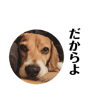 ビーグル犬 デイル4（個別スタンプ：2）