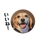 ビーグル犬 デイル4（個別スタンプ：3）