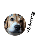 ビーグル犬 デイル4（個別スタンプ：4）