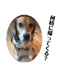 ビーグル犬 デイル4（個別スタンプ：5）