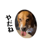 ビーグル犬 デイル4（個別スタンプ：6）