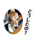 ビーグル犬 デイル4（個別スタンプ：7）