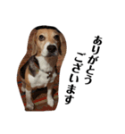 ビーグル犬 デイル4（個別スタンプ：8）