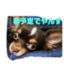 ディオ＆アンジーのスタンプ（個別スタンプ：2）