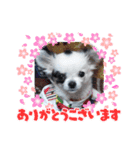 チワワの心菜☆新生活☆使えるスタンプ（個別スタンプ：3）