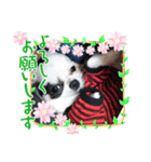 チワワの心菜☆新生活☆使えるスタンプ（個別スタンプ：6）