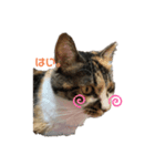 たけうちみかん（個別スタンプ：1）