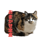 たけうちみかん（個別スタンプ：3）