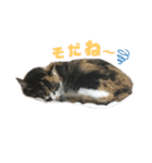 たけうちみかん（個別スタンプ：4）