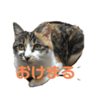 たけうちみかん（個別スタンプ：6）