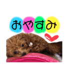 dogスタンプ❤︎（個別スタンプ：1）