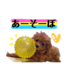 dogスタンプ❤︎（個別スタンプ：5）