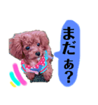 dogスタンプ❤︎（個別スタンプ：6）