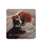 紋二郎と二葉（個別スタンプ：4）
