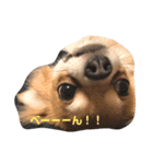 紋二郎と二葉（個別スタンプ：6）