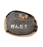紋二郎と二葉（個別スタンプ：13）