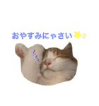 サイベリアン  バロン（個別スタンプ：2）