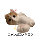 サイベリアン  バロン（個別スタンプ：7）