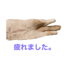サイベリアン  バロン（個別スタンプ：8）