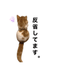 サイベリアン  バロン（個別スタンプ：11）