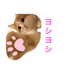 サイベリアン  バロン（個別スタンプ：12）