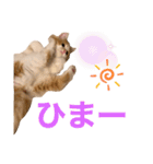 サイベリアン  バロン（個別スタンプ：13）