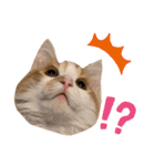 サイベリアン  バロン（個別スタンプ：14）