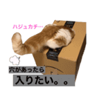 サイベリアン  バロン（個別スタンプ：20）