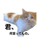 サイベリアン  バロン（個別スタンプ：21）