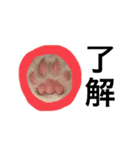 サイベリアン  バロン（個別スタンプ：24）