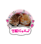わんこ・にゃんこ（個別スタンプ：1）