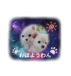わんこ・にゃんこ（個別スタンプ：2）